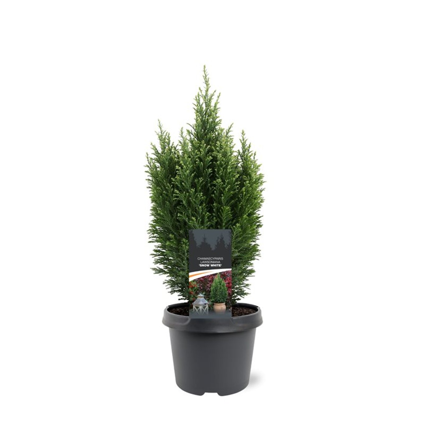 Chamaecyparis l. 'Snow White' - C3 30-40 CM