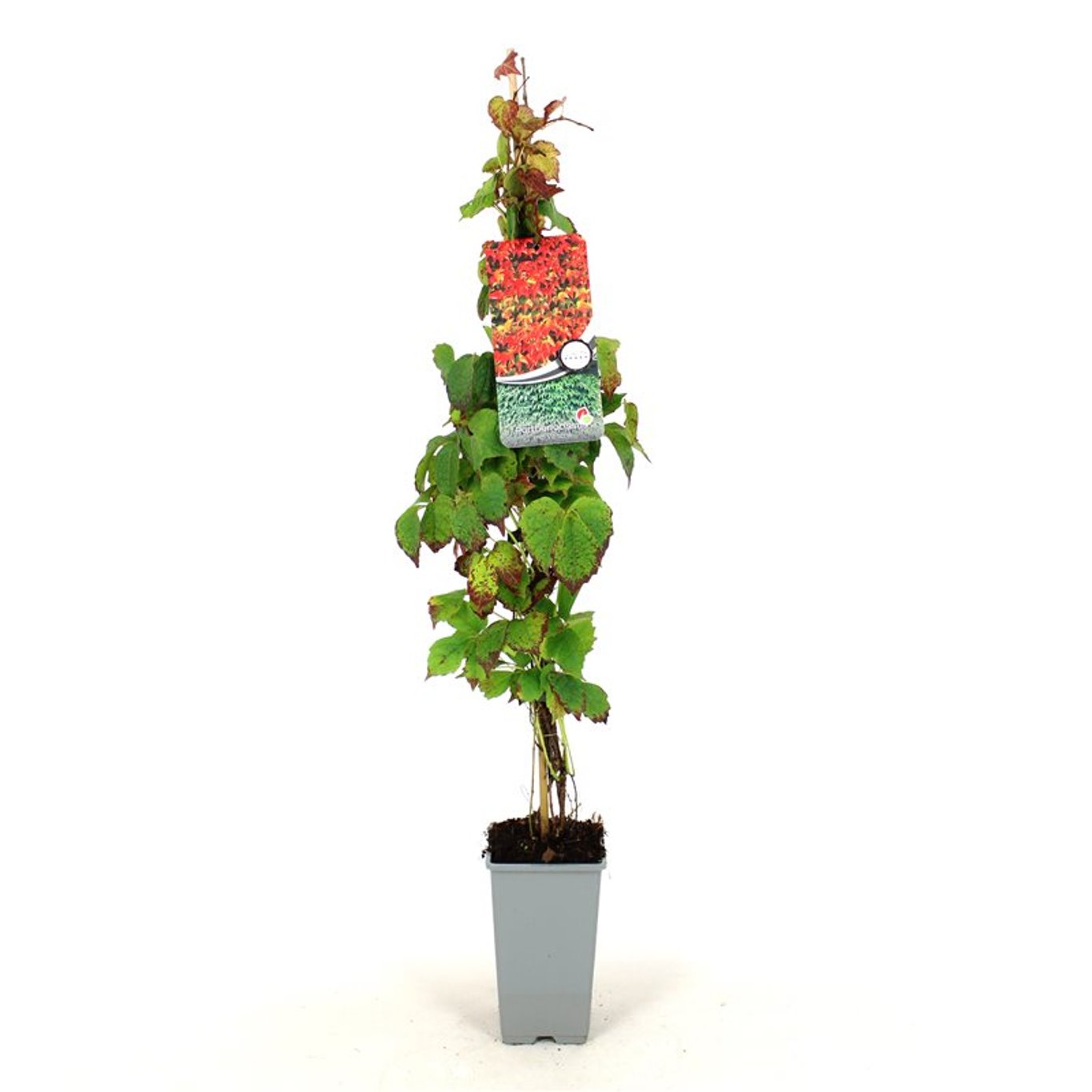 Parthenocissus tr. 'Veitchii' - C2 80-100 CM Stick