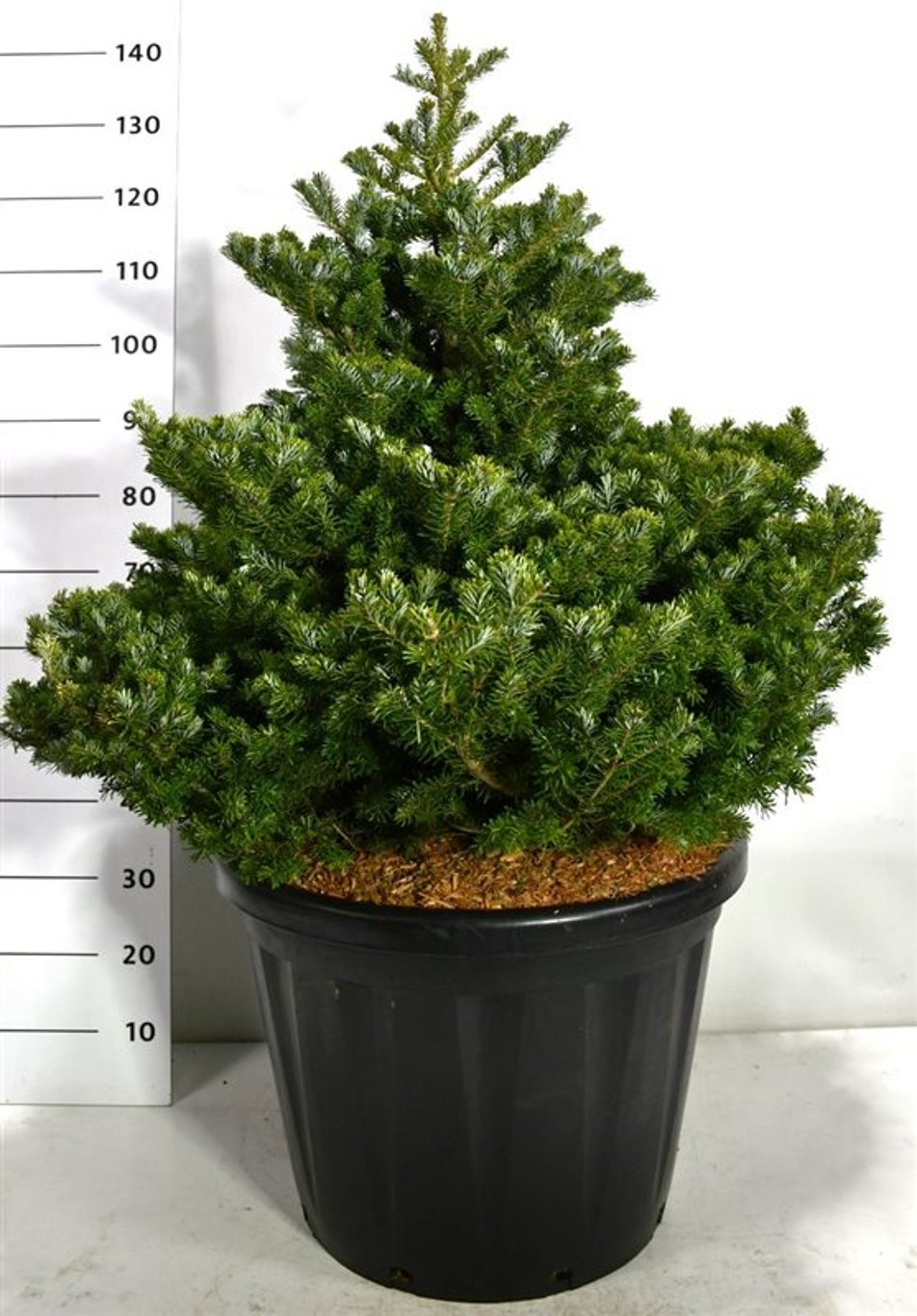 Abies k. 'Molli' - C80 60-80 CM