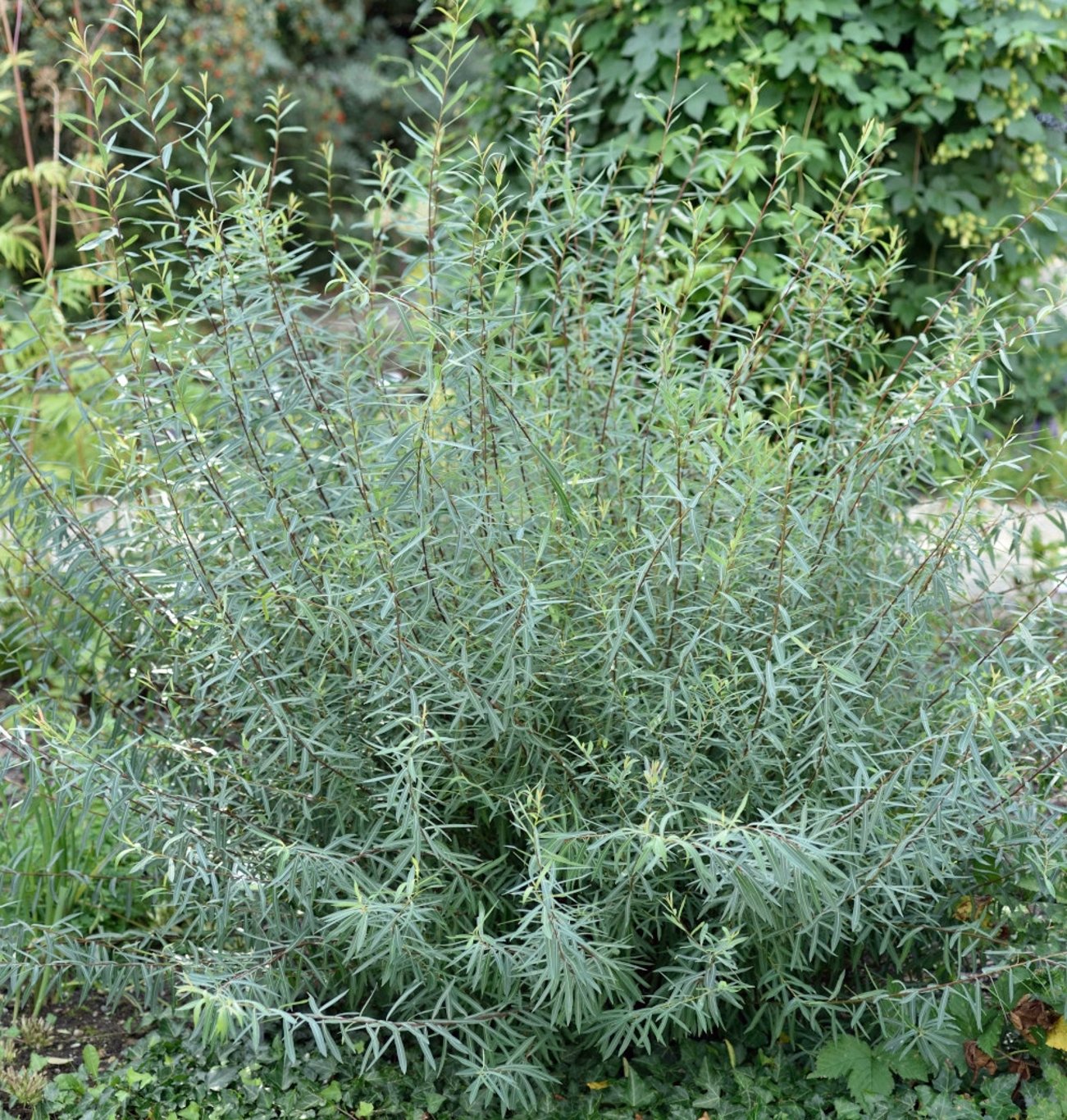 Salix purpurea 'Nana' - 40-60 CM bare root 0/1  2 branche
