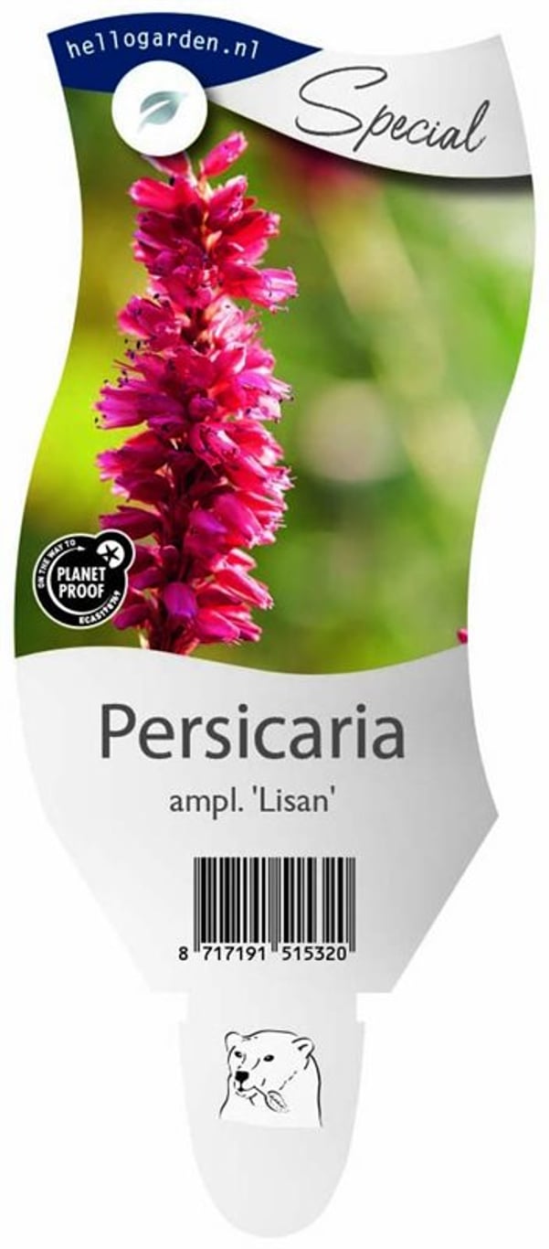 Persicaria a. 'Lisan' - P11
