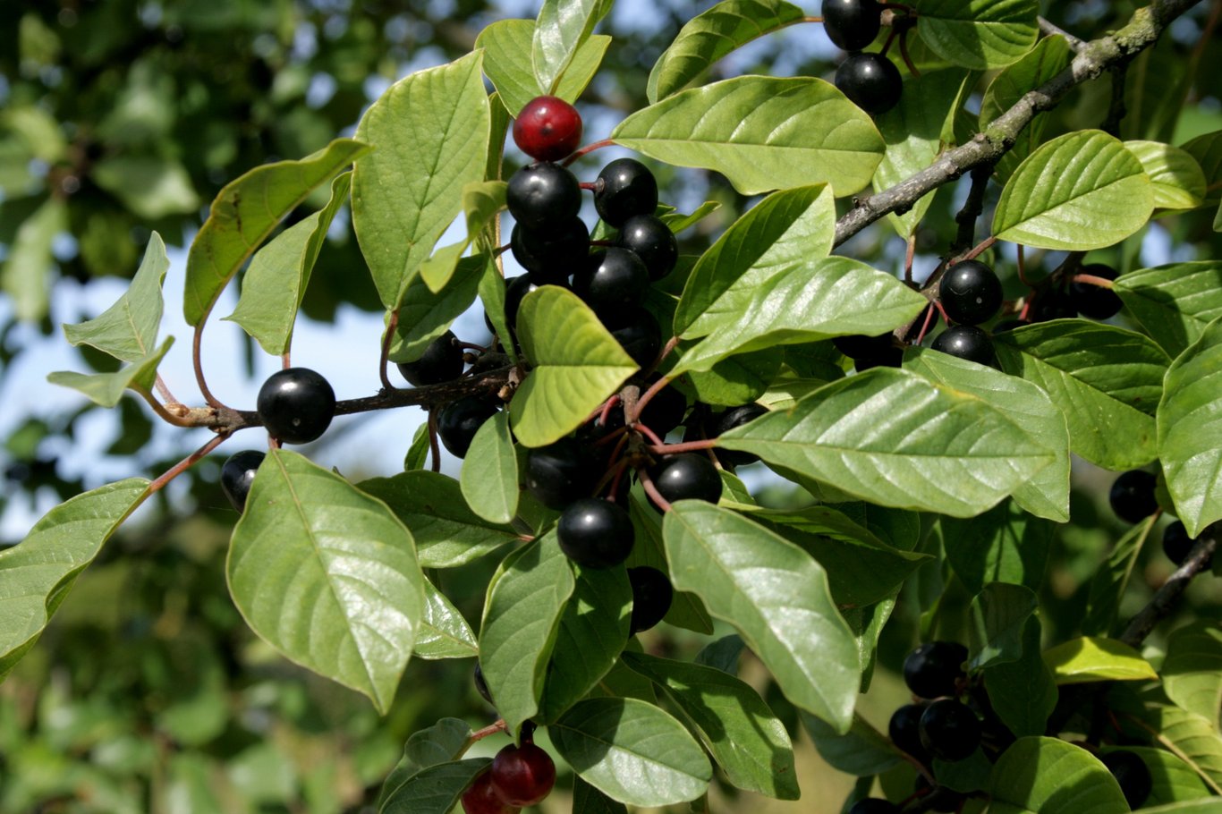 Frangula alnus - 150-175 CM RB