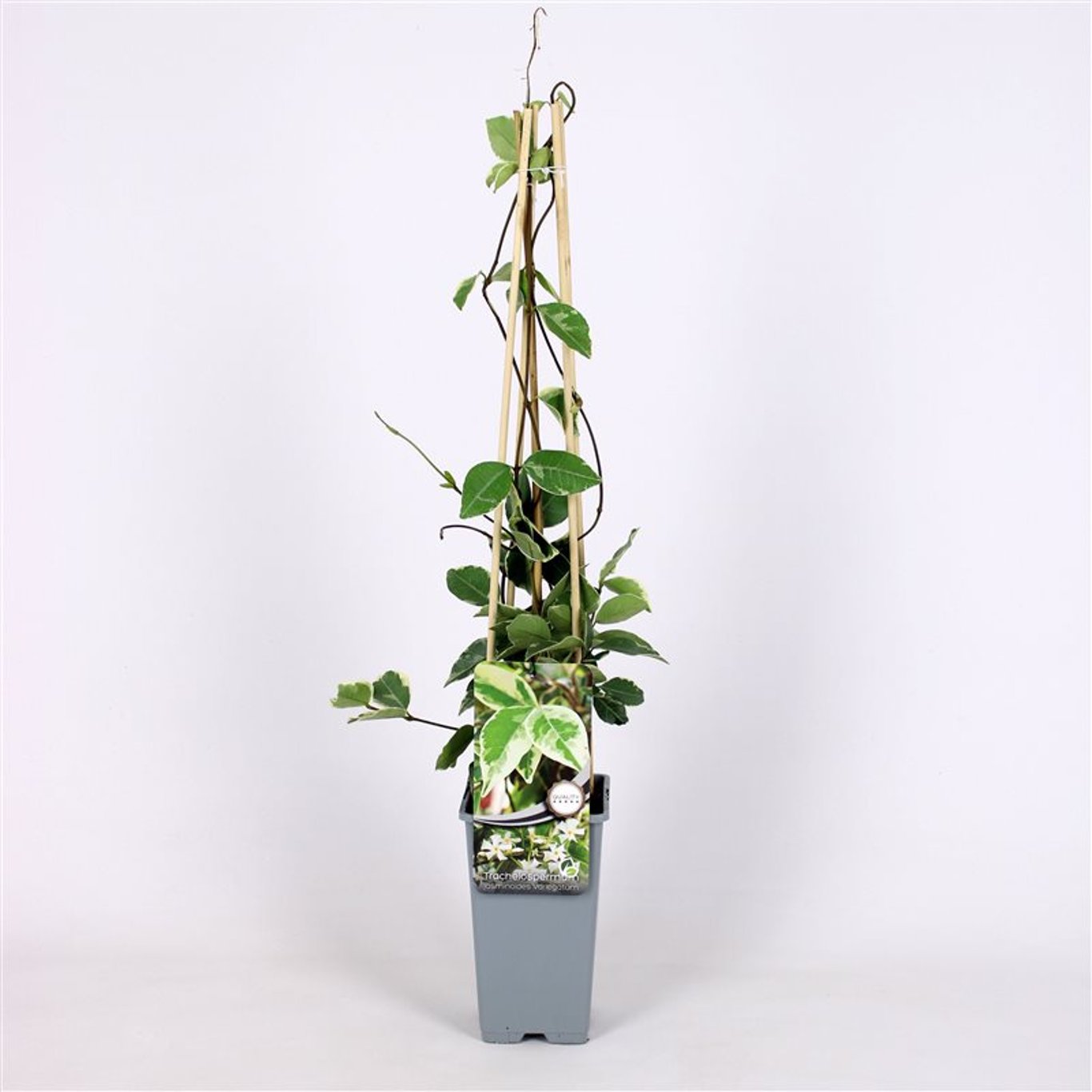 Trachelospermum j. 'Variegatum' - C2 70/+ CM