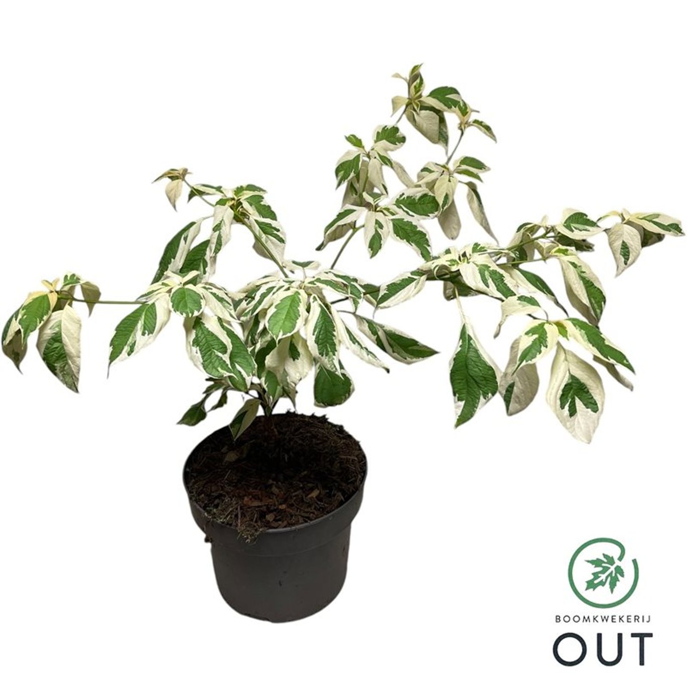 Cornus controversa 'Variegata' - C5 50-60 CM