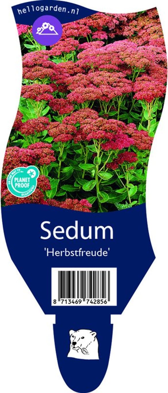 Sedum 'Herbstfreude' - P11
