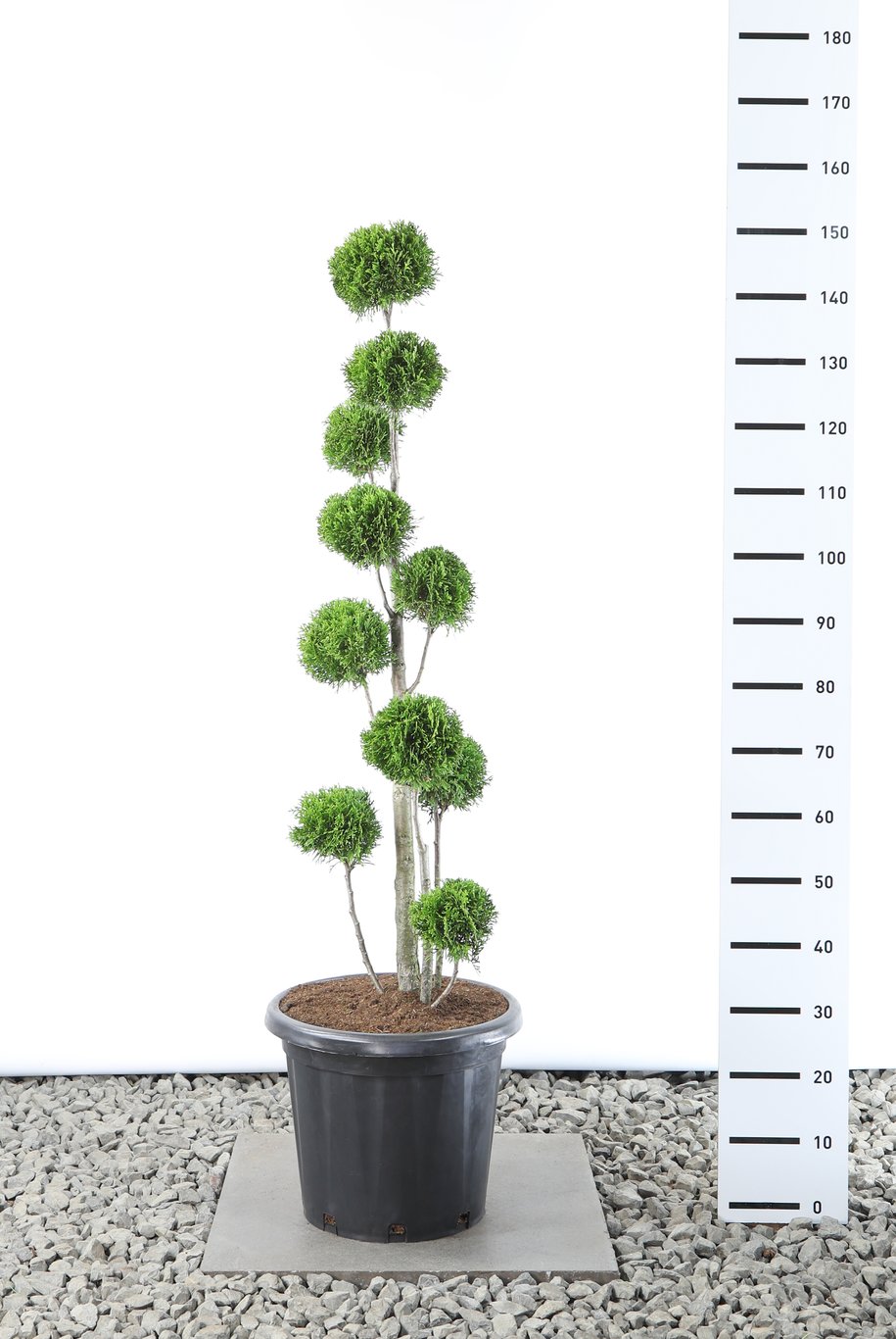 Thuja occ. 'Smaragd' - 100-125 CM PonPon Cont.