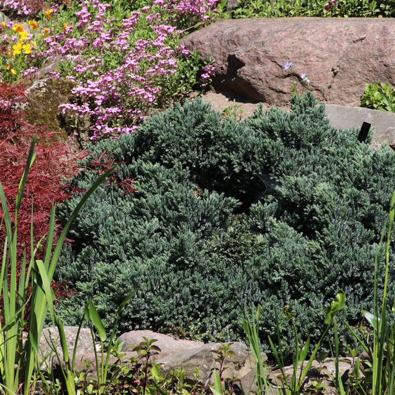 Juniperus squamata 'Blue Star' - C3 20-25 CM