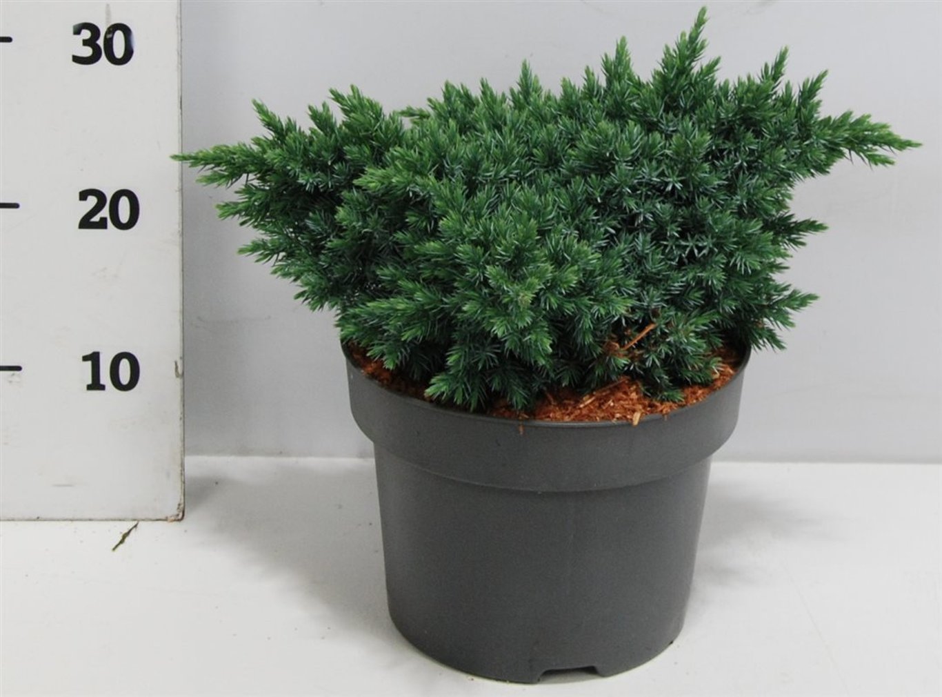Juniperus squamata 'Blue Star' - C5 25-30 CM