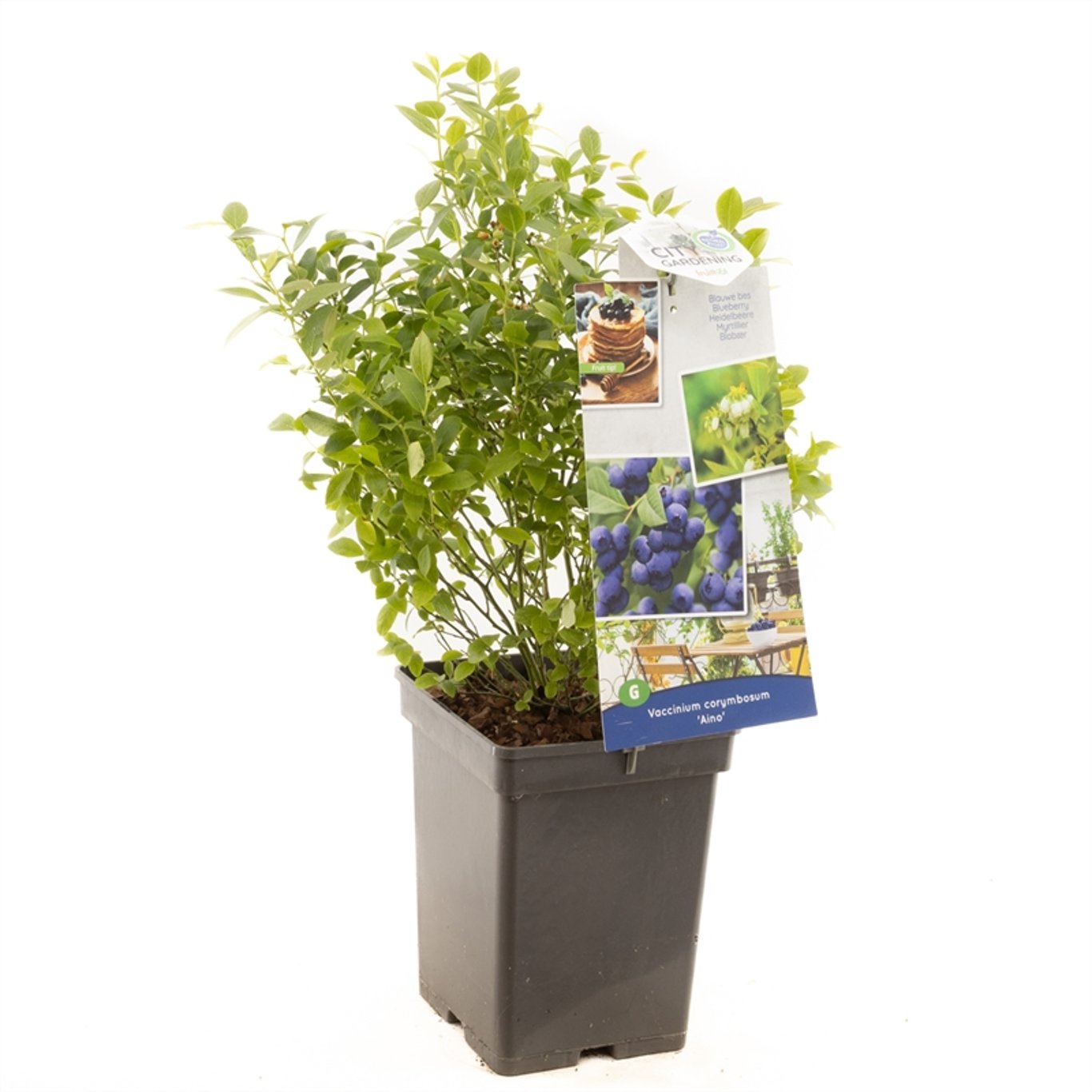 Vaccinium c. 'Aino' - C5 50-60 CM