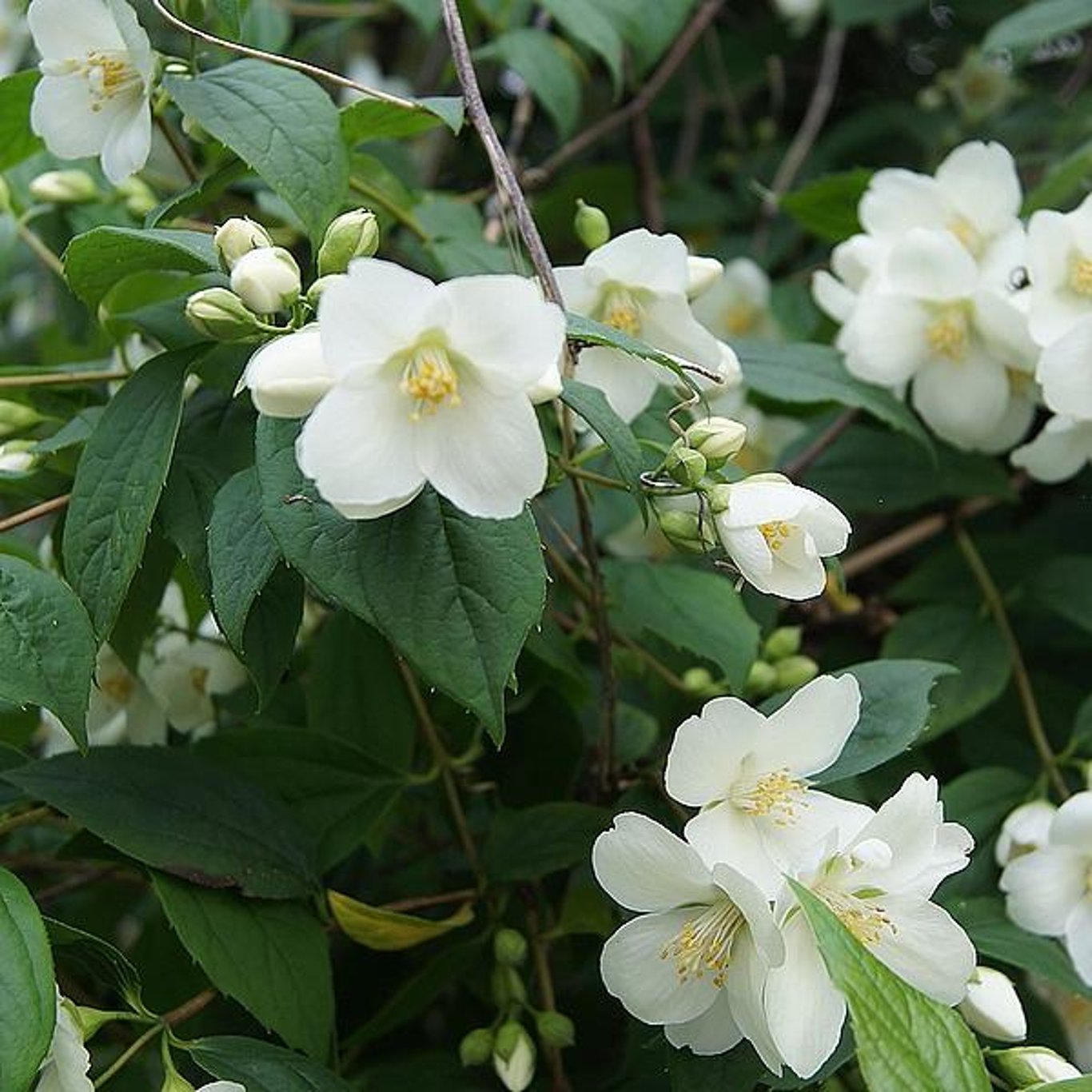 Philadelphus coronarius - 60-100 CM bare root 0/2   3/+ branche