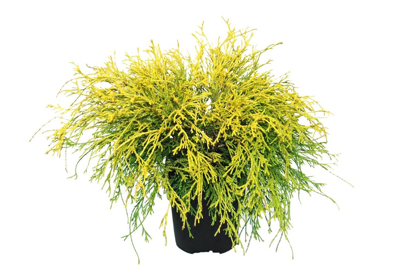 Chamaecyparis p. 'Filifera Aurea' - C2