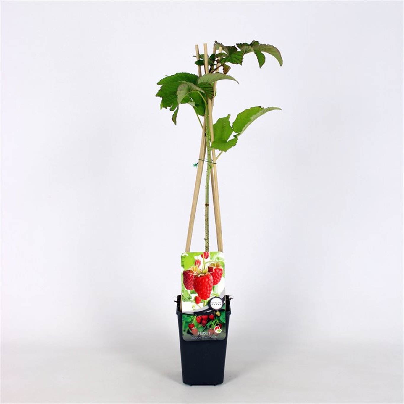 Rubus idaeus 'Tulameen' - C2 70/+ CM