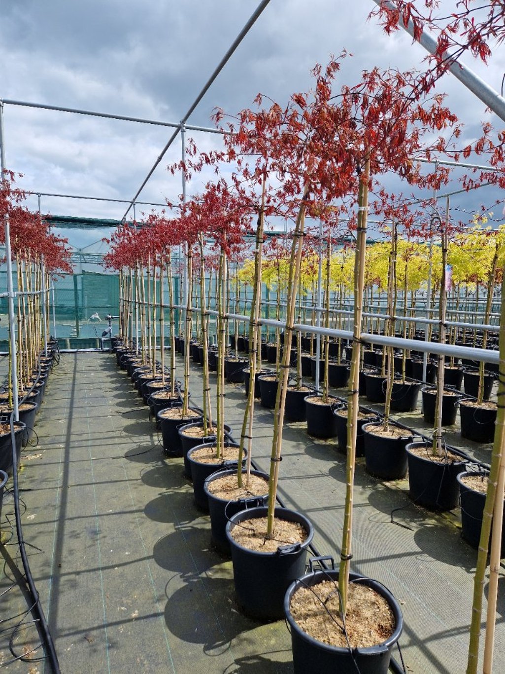 Acer pal. 'Crimson Princess' - 50 CM Stem C30