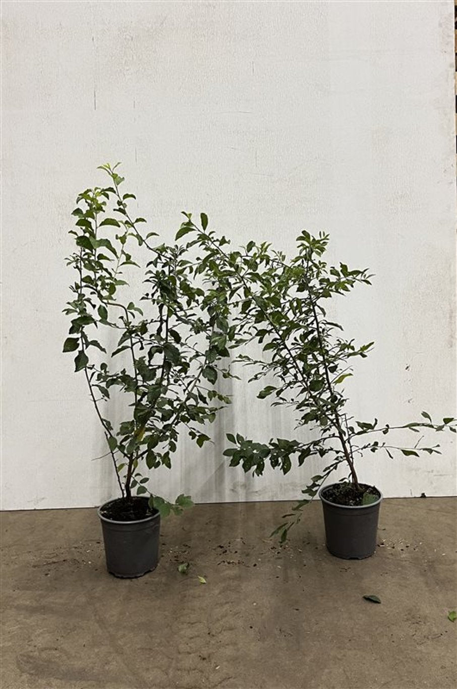 Prunus spinosa - C2.5 60-80 CM