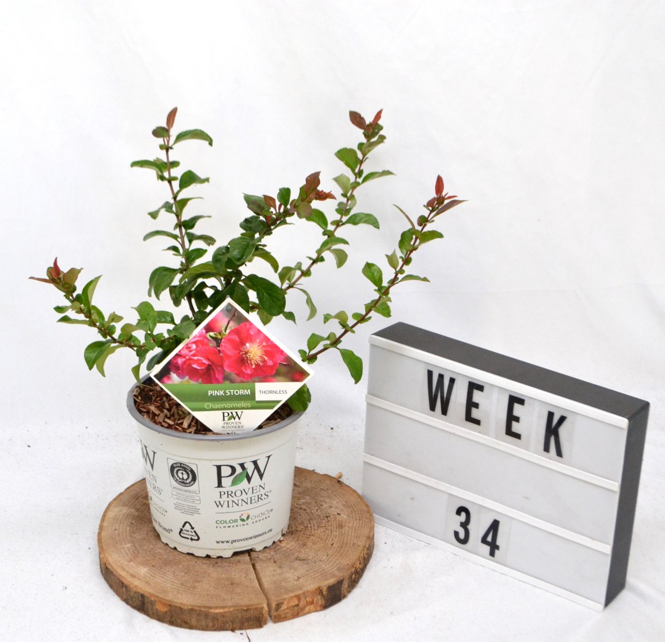 Chaenomeles spec. 'Pink Storm' - C3 20-40 CM