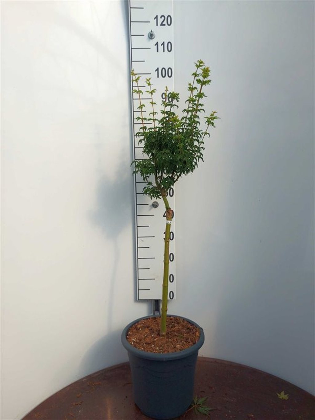 Acer pal. 'Shishigashira' - 50 CM Stem C15