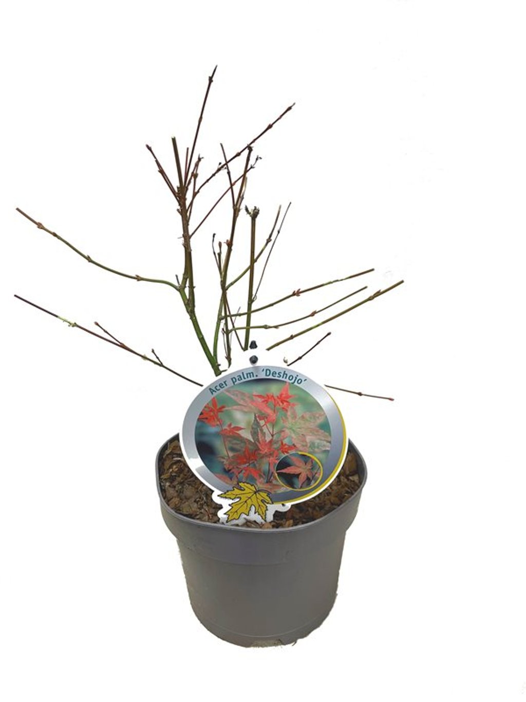 Acer pal. 'Deshojo' - C3 40-50 CM