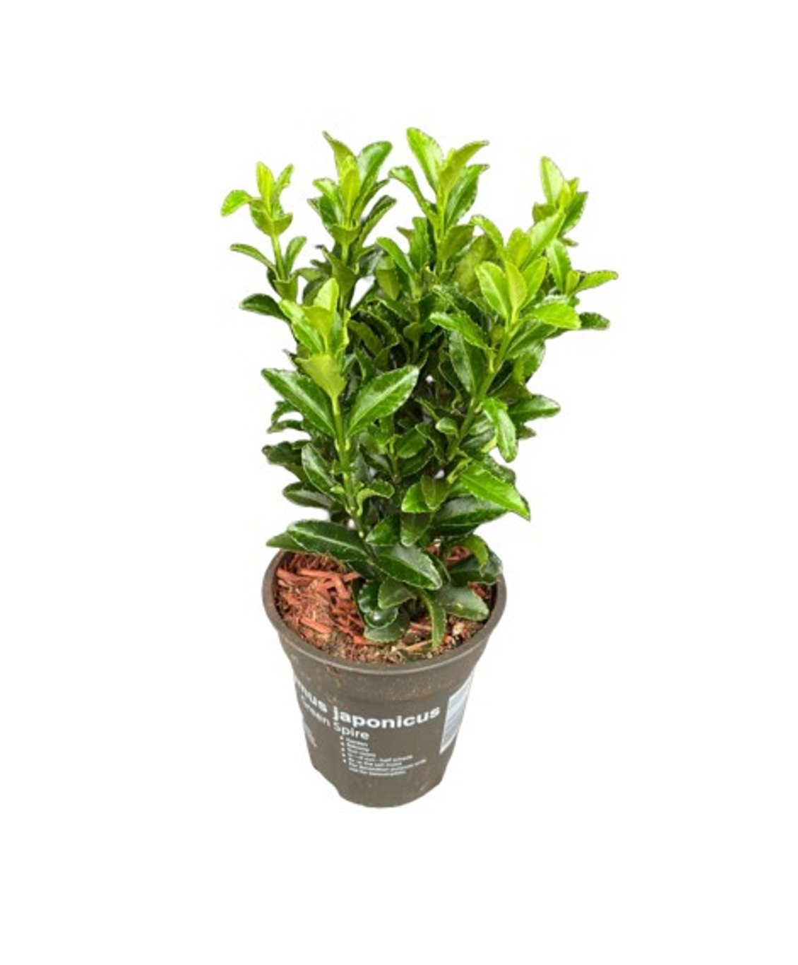 Euonymus jap. 'Green Spire' - P9