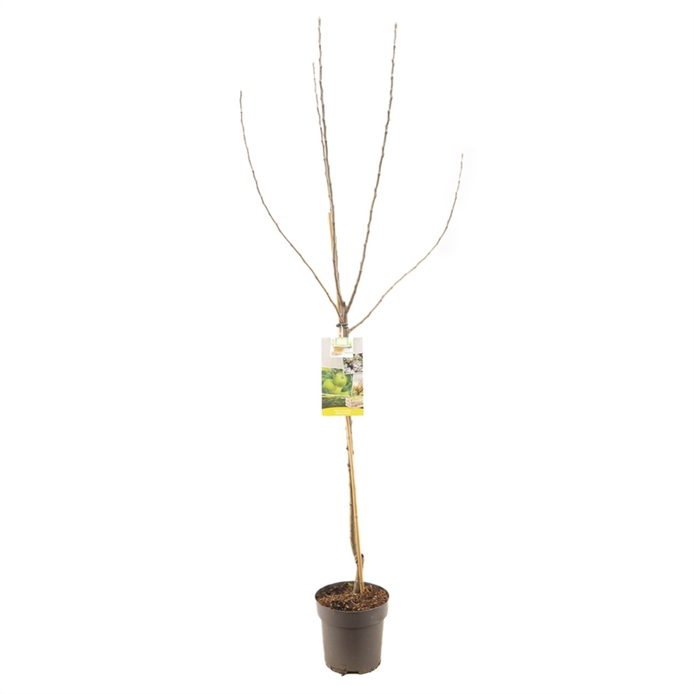 Malus d. 'Granny Smith' - C7.5 Halfstem