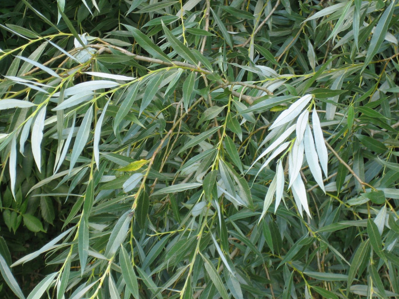 Salix alba - 60-100 CM bare root 0/1   1-2 branche