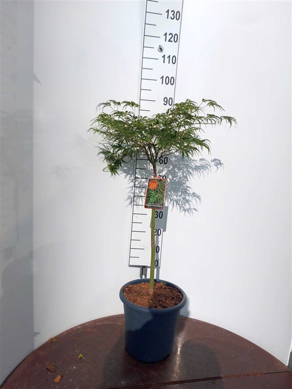 Acer pal. 'Dissectum Palmatifidum' - 50 CM Stem C15