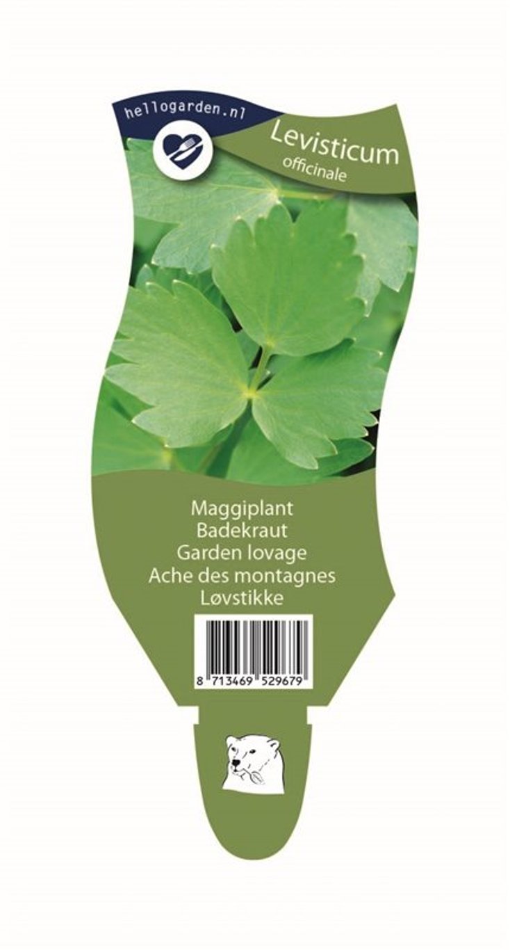 Levisticum officinale - P11