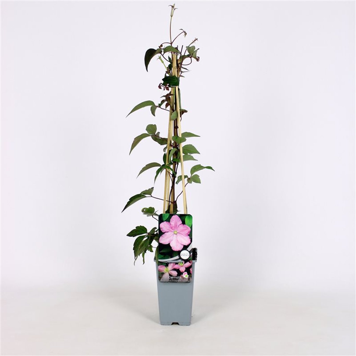 Clematis 'Fragrant Spring' - C2 70/+ CM