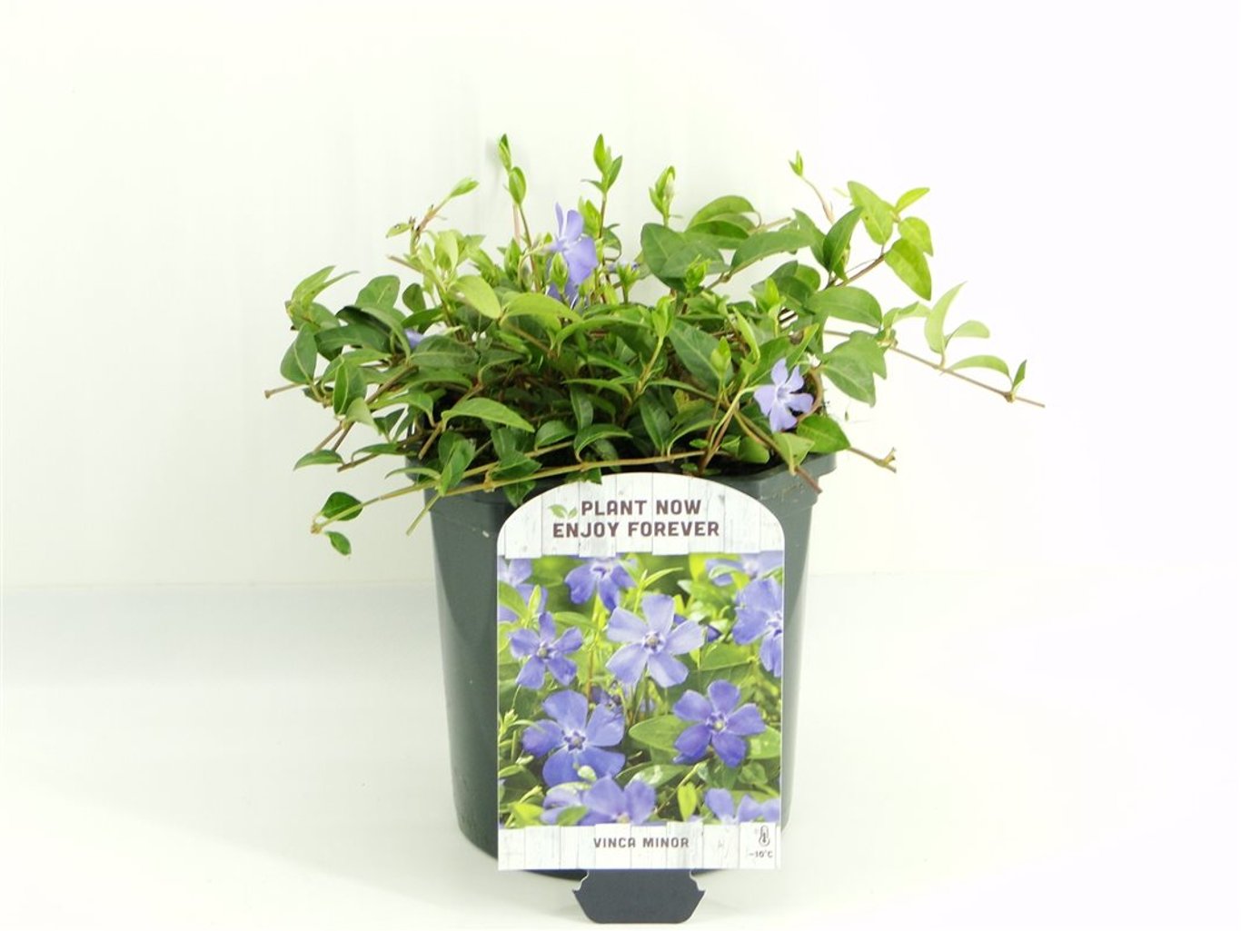Vinca minor - C2