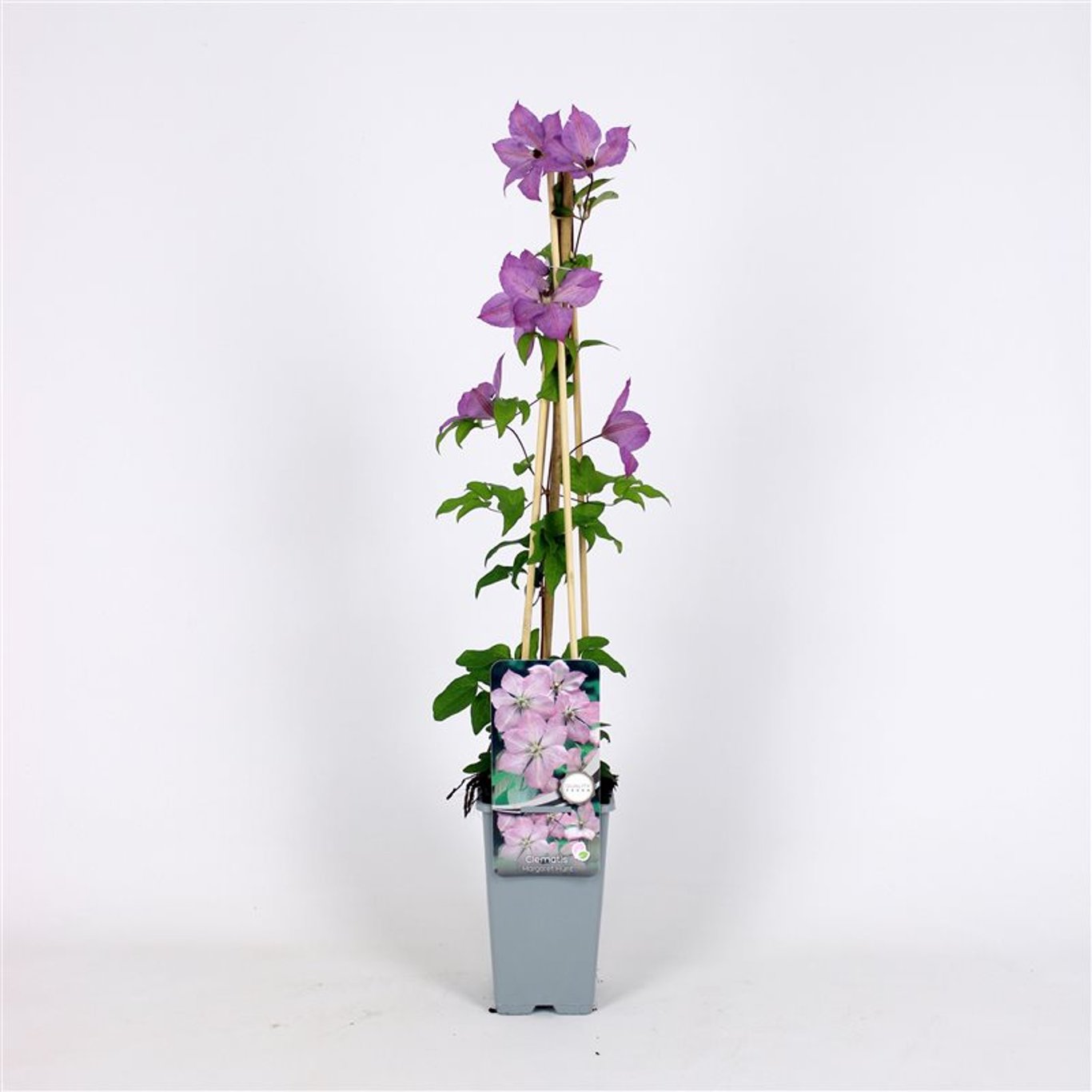 Clematis 'Margaret Hunt' - C2 70/+ CM