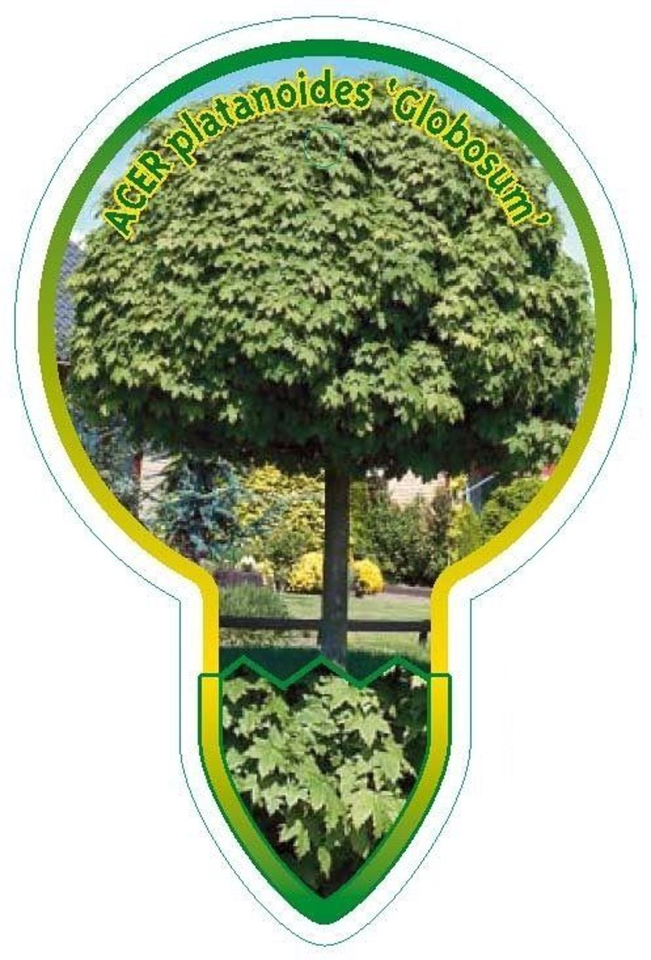 Acer plat. 'Globosum' - 120 CM Stem C7.5