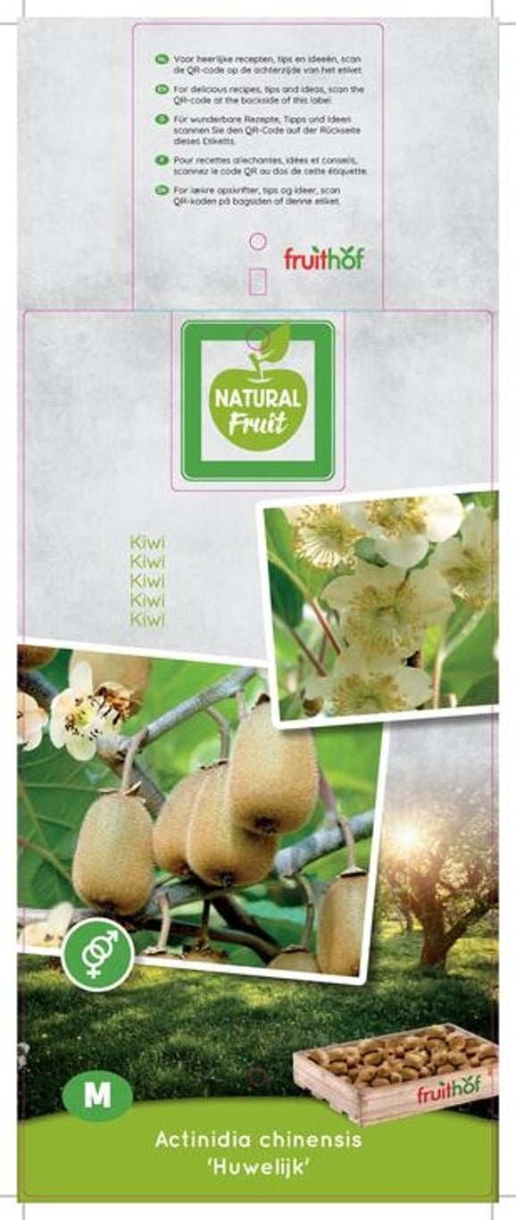 Actinidia chinensis 'Duo' - C5