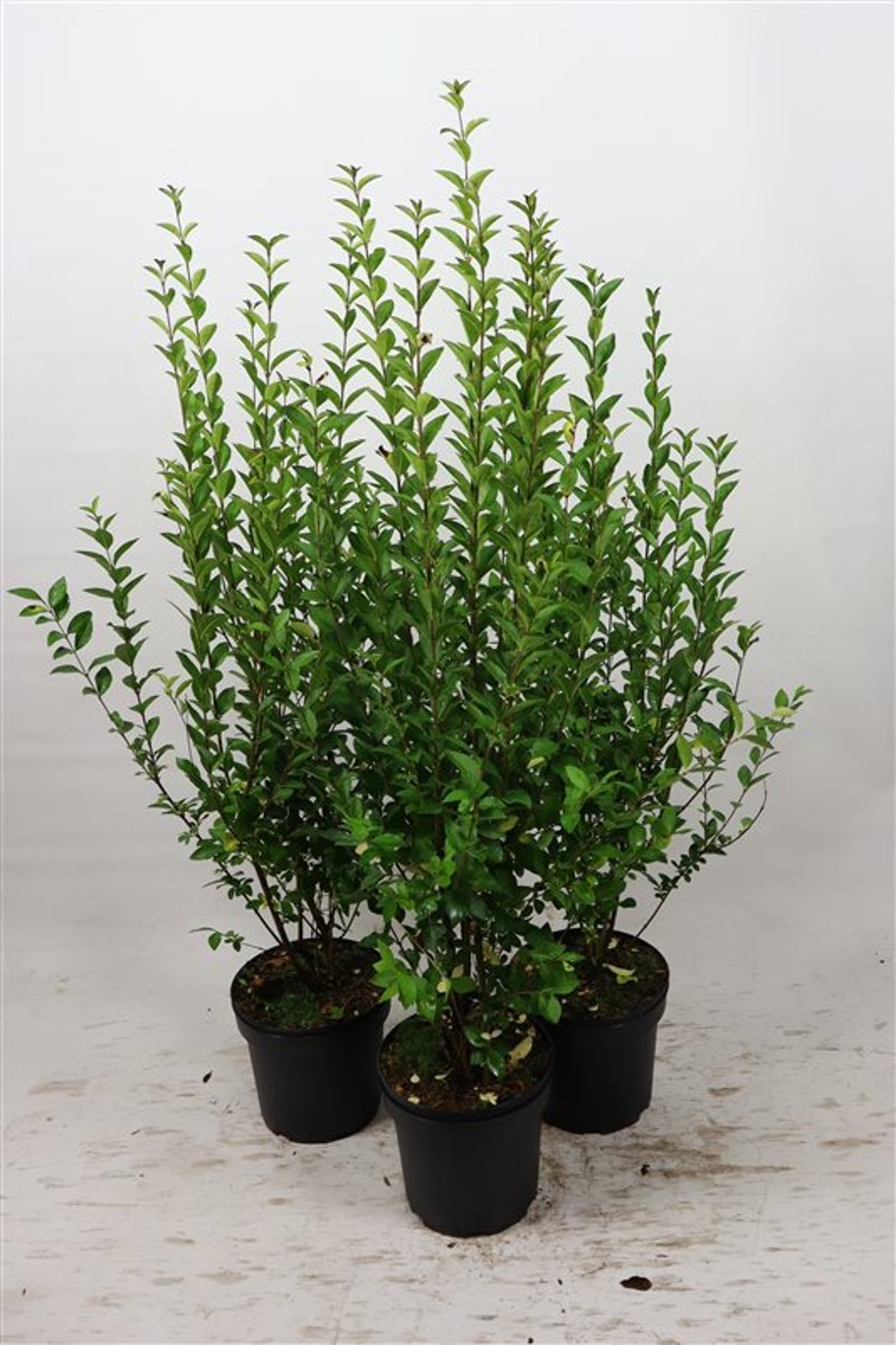 Ligustrum ovalifolium - C7.5 80-100 CM