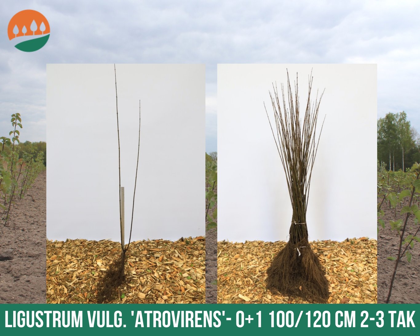 Ligustrum vulg. 'Atrovirens' - 100-120 CM bare root 0/2  4-5 branche