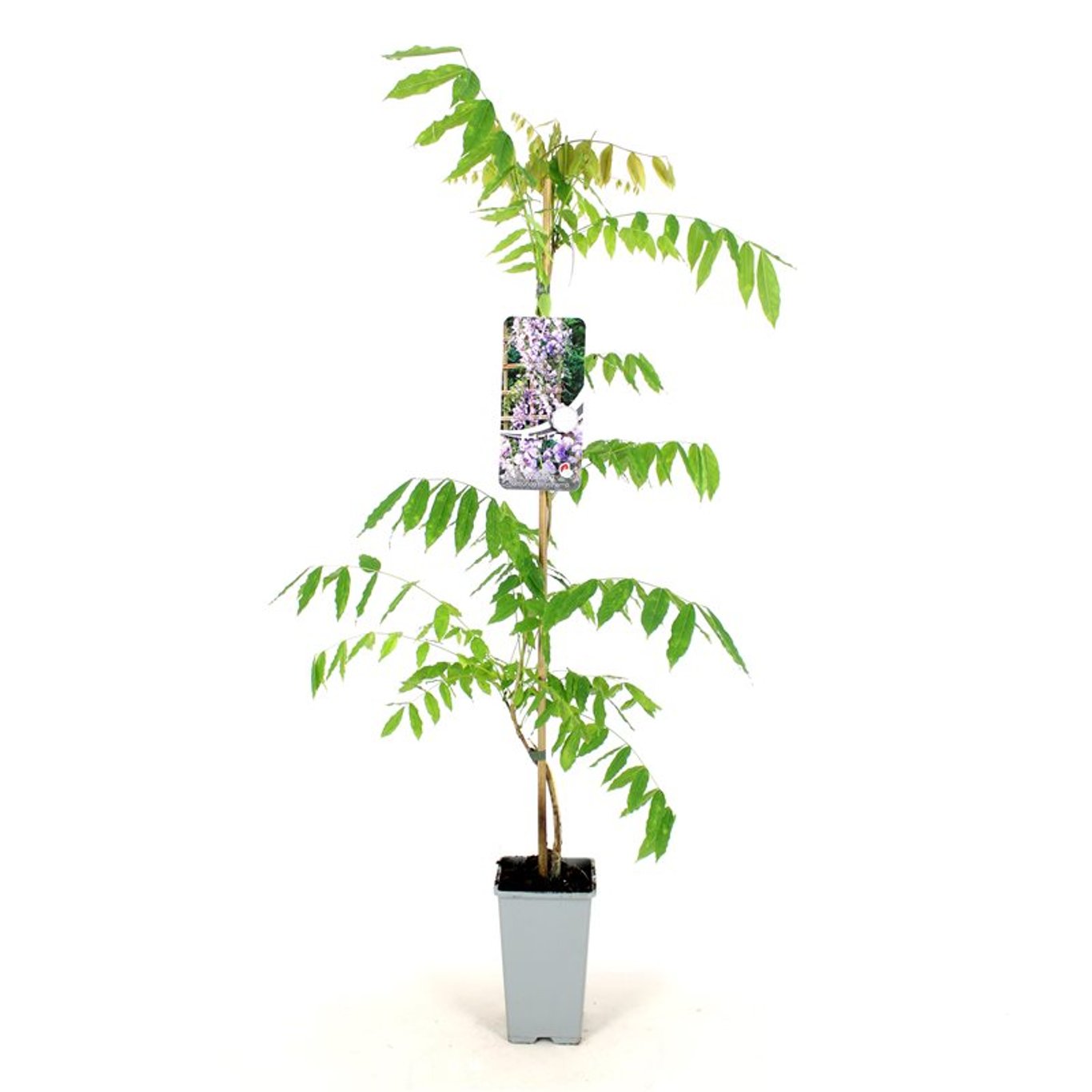Wisteria flor. 'Eranthema' - C2 80-100 CM Stick