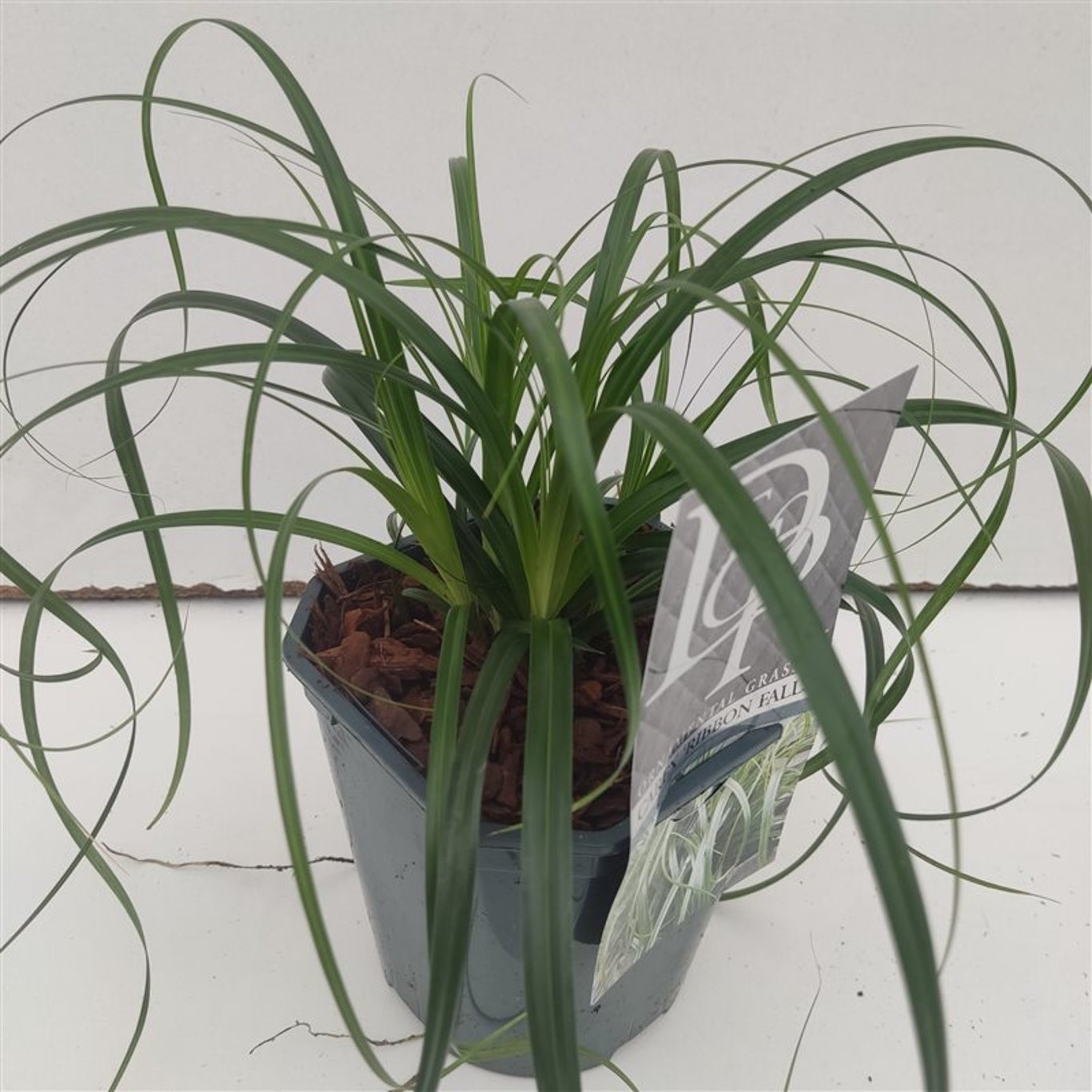 Carex 'Ribbon Falls' - C2