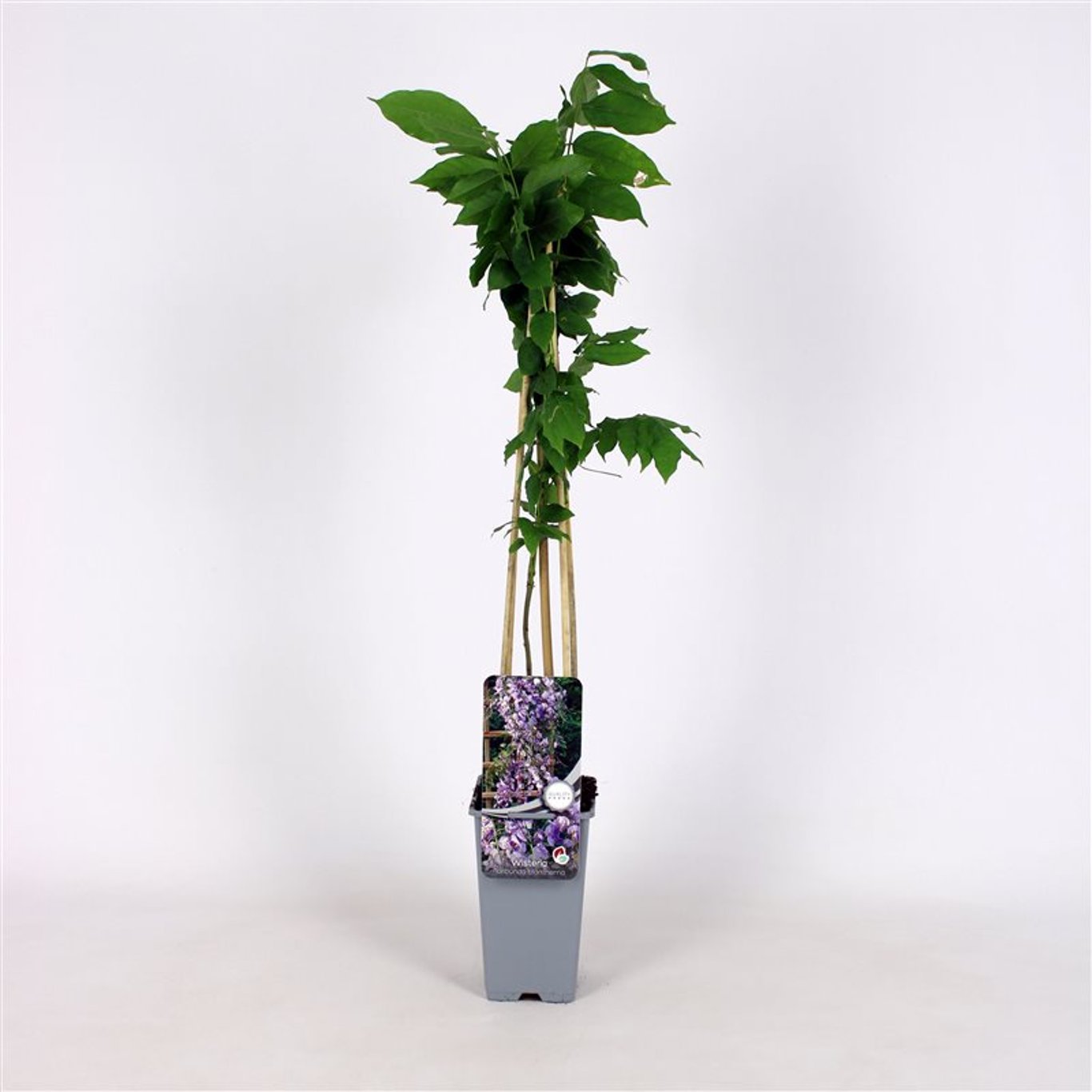 Wisteria flor. 'Eranthema' - C2 70/+ CM