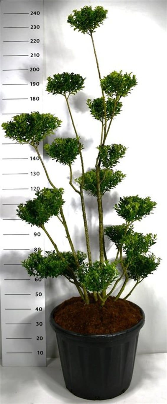 Ilex maximowicziana kanehirae - 150-175 CM Bonsai Cont.