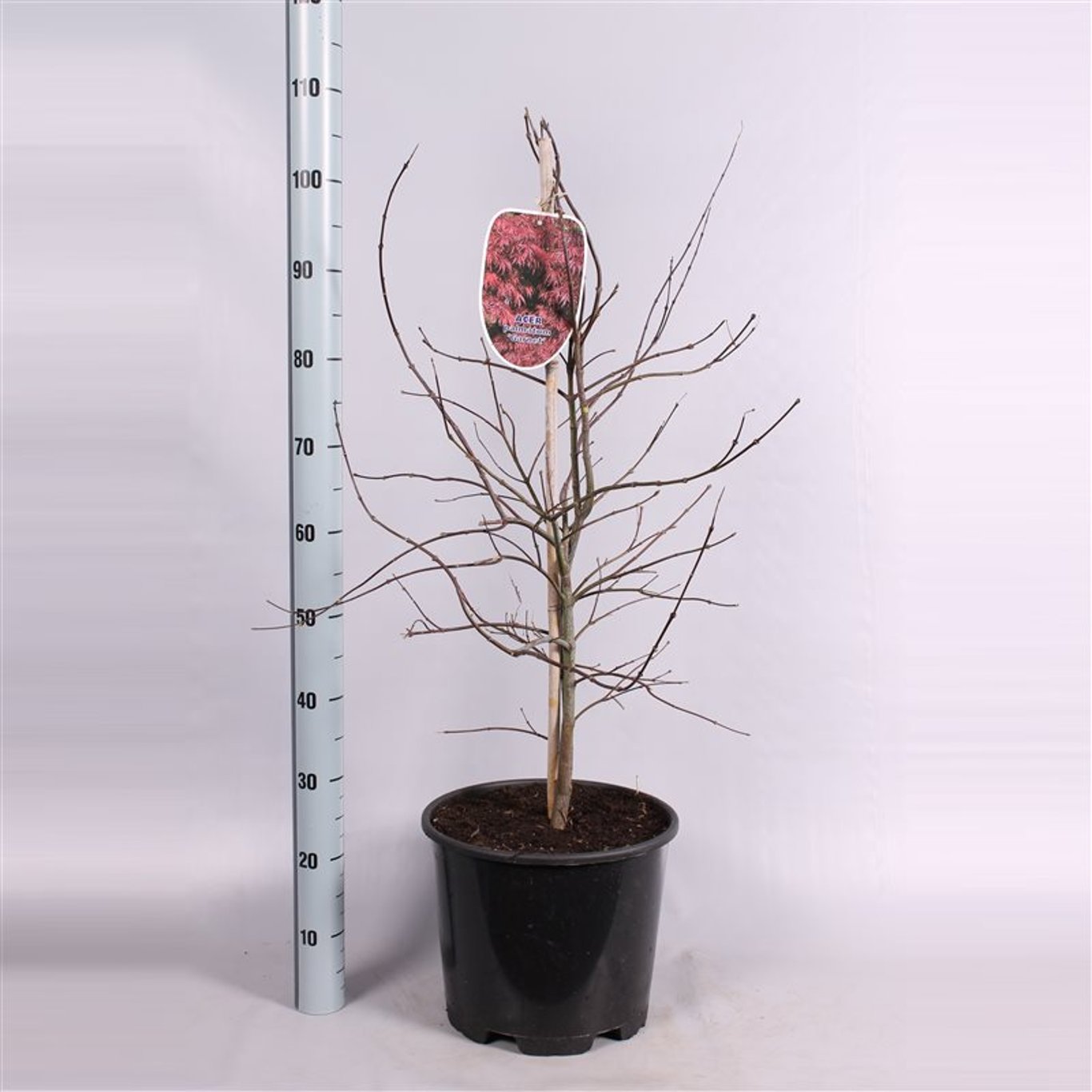 Acer pal. 'Garnet' - C15 60-70 CM