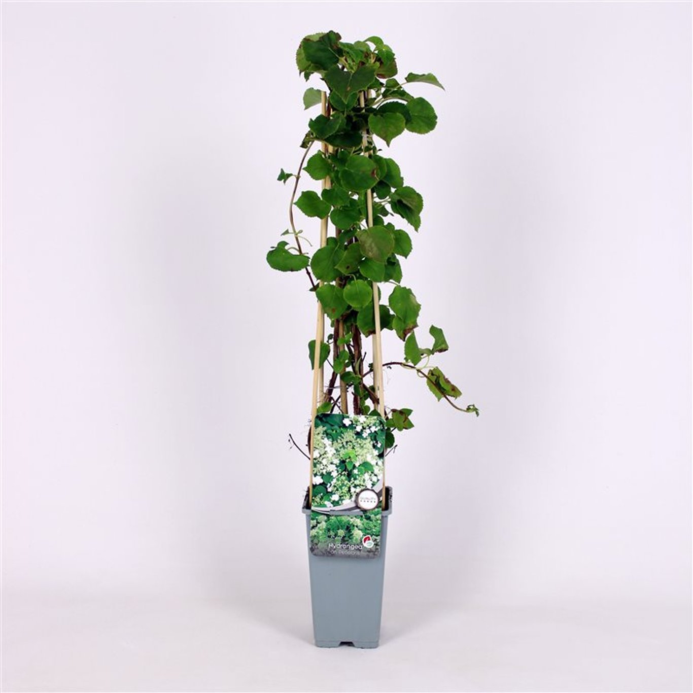 Hydrangea petiolaris - C2 70/+ CM
