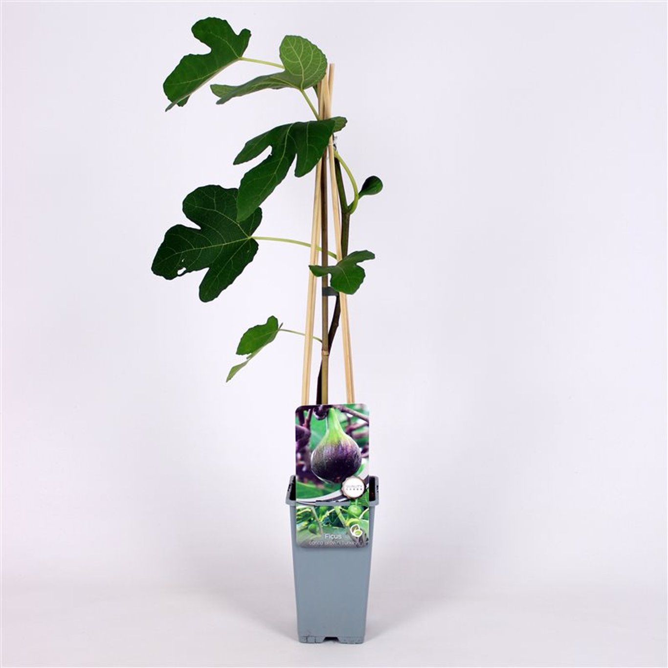 Ficus car. 'Brown Turkey' - C2 70/+ CM