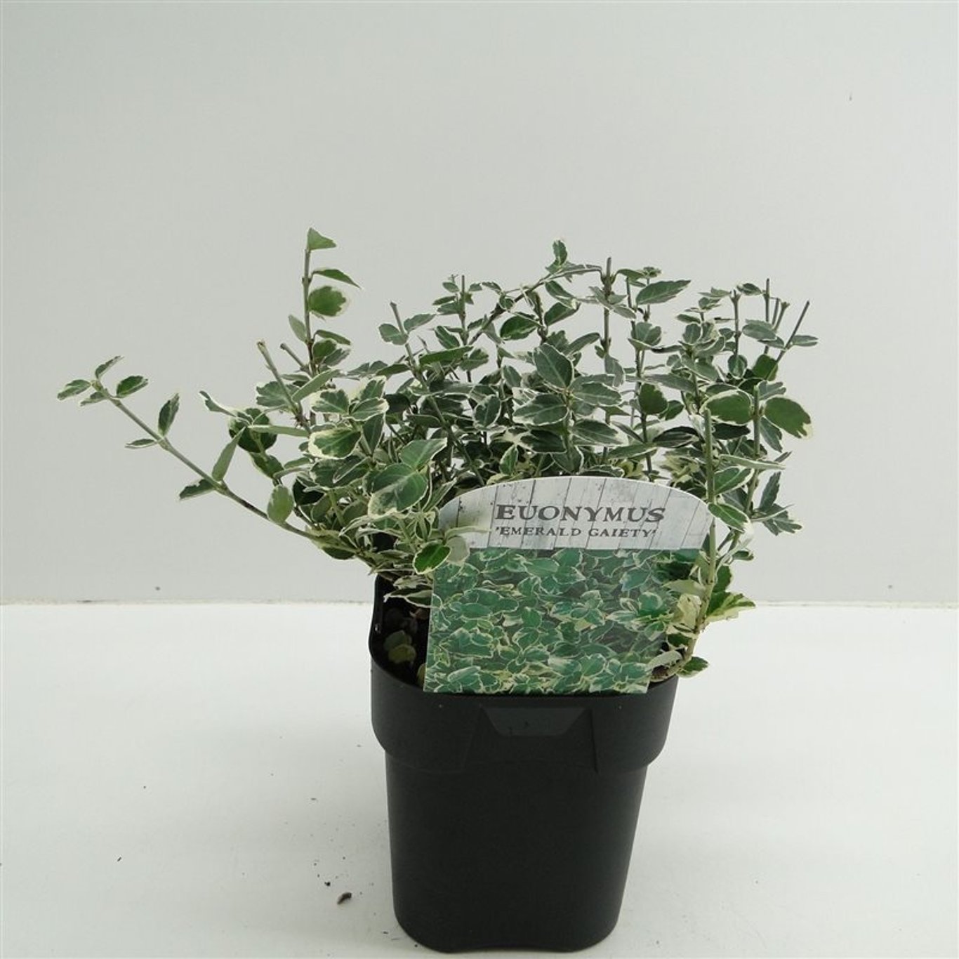 Euonymus fort. 'Emerald Gaiety' - C2