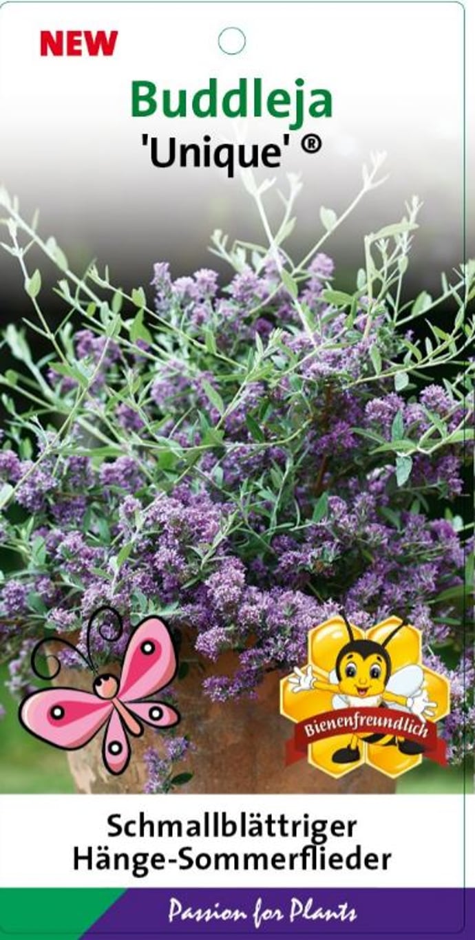 Buddleja alternifolia 'Unique' - C5 60-80 CM