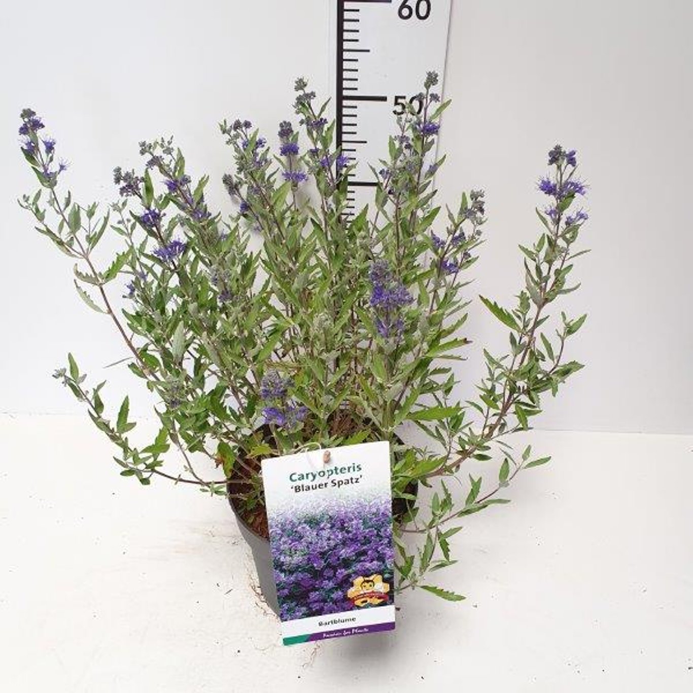 Caryopteris cland. 'Blauer Spatz' - C5