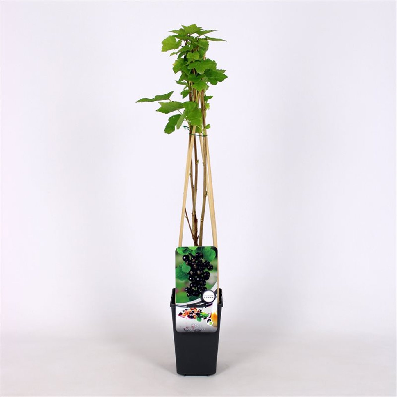 Ribes nigrum - C2 70/+ CM