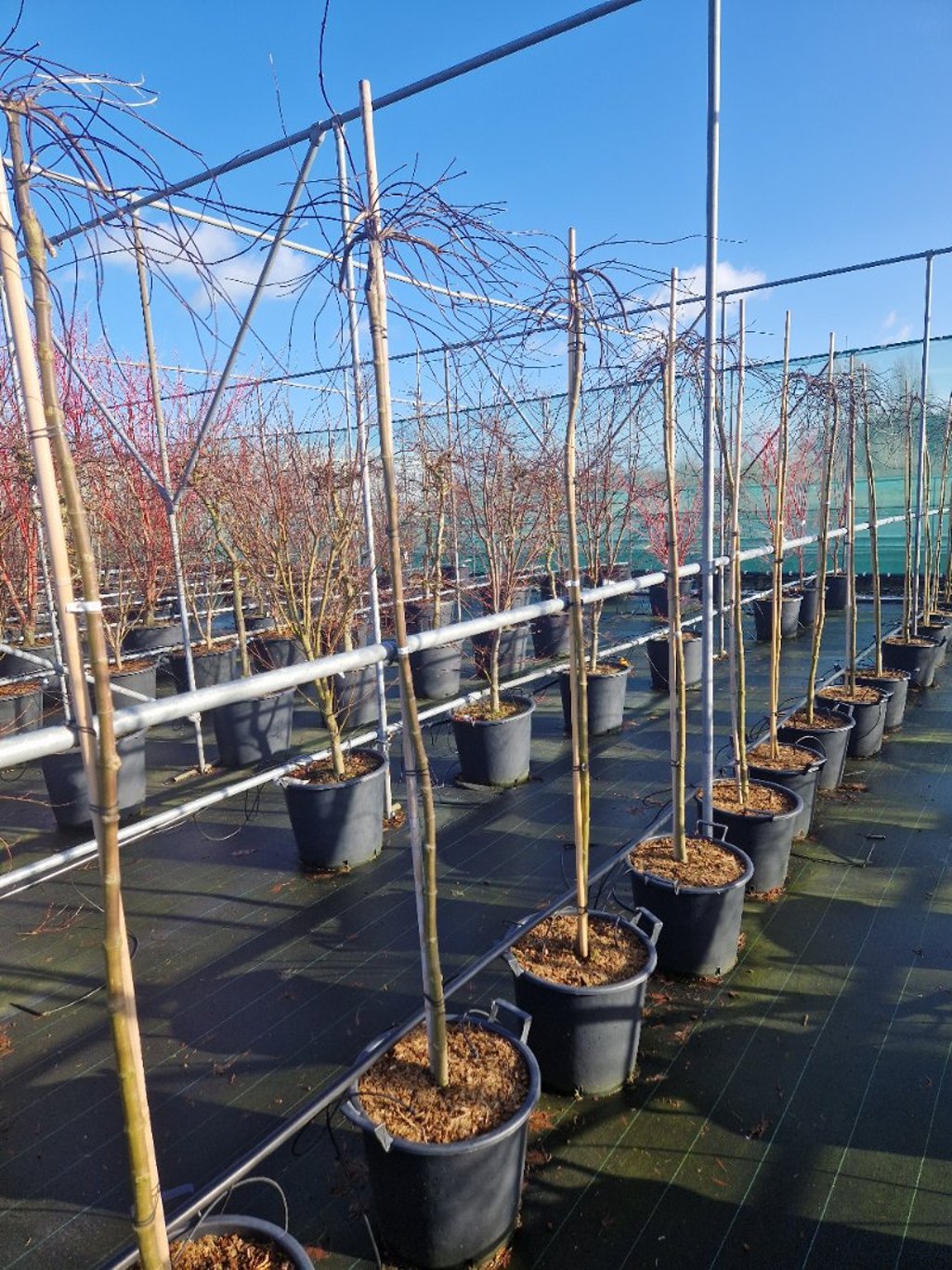 Acer pal. 'Orangeola' - 150 CM Stem C30