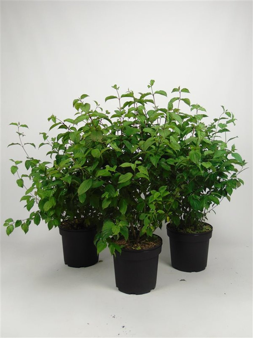 Cornus sanguinea - C7.5 80-100 CM