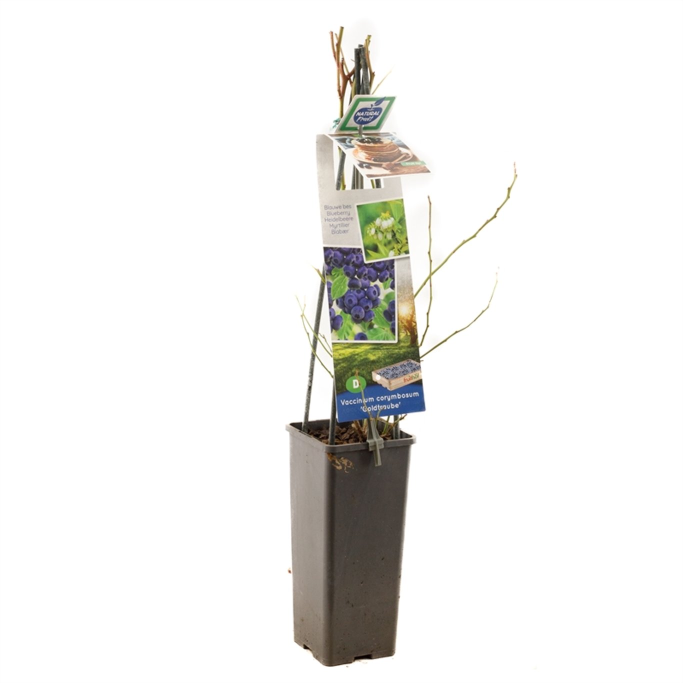 Vaccinium c. 'Goldtraube 23' - C2 50-60 CM