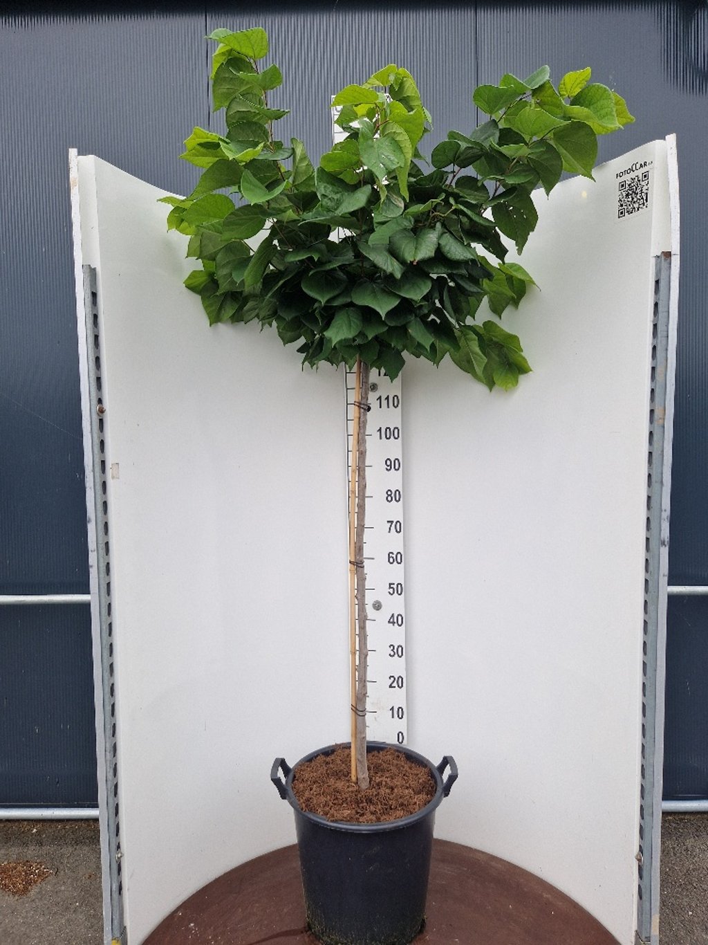 Cercis chinensis 'Avondale' - 120 CM Stem Cont.