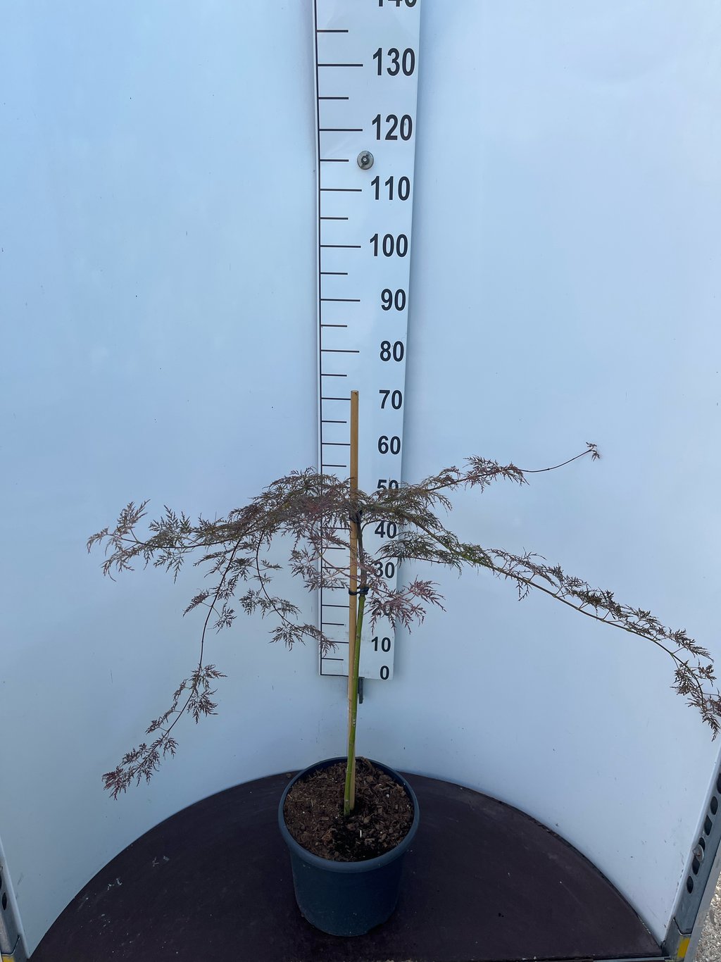 Acer pal. 'Red Feathers' - 60 CM Stem C10