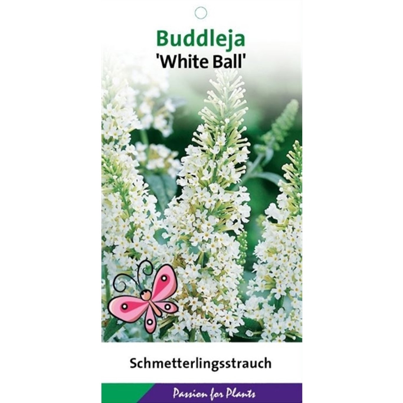 Buddleja 'White Ball' - C3